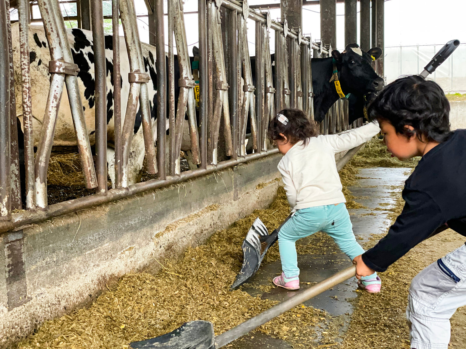 子どもと牛